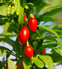 Goji Berries|Baies de Goji