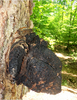 Chaga